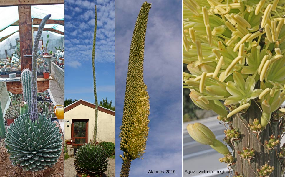 Agave victoriae-reginae