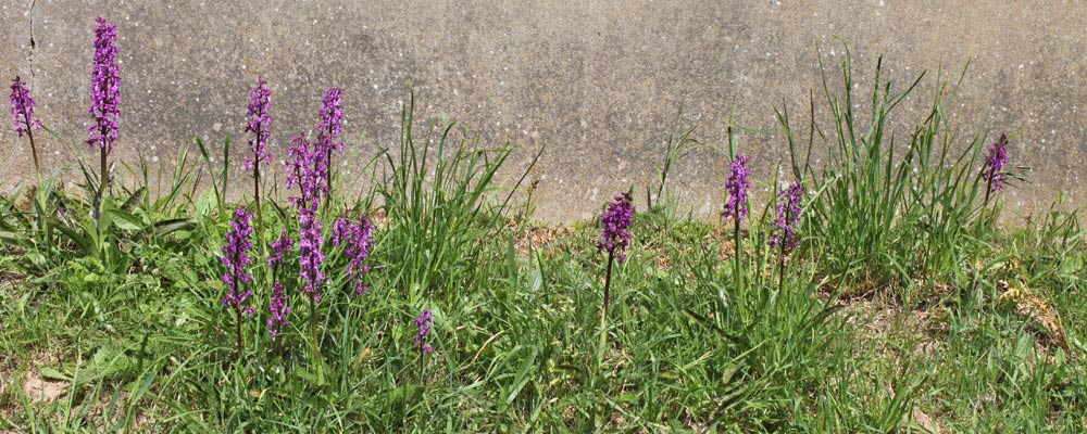 Orchis mascula à la Gohérie Romillé 35