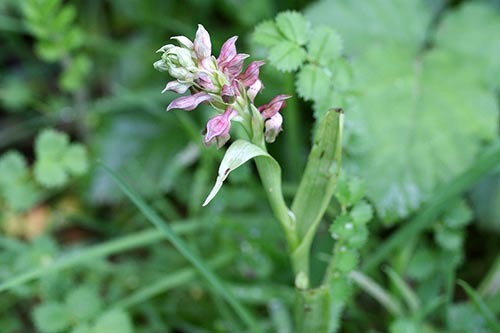 Anacamptis coriophora img_05638