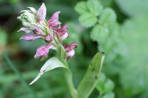 Anacamptis coriophora img_05640