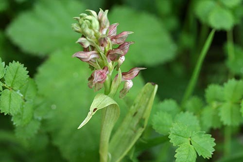 Anacamptis coriophora img_05642