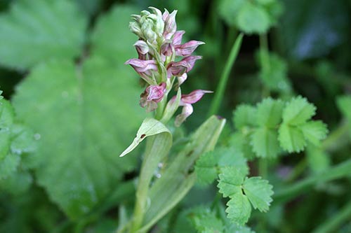 Anacamptis coriophora img_05643