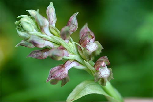 Anacamptis coriophora img_05644