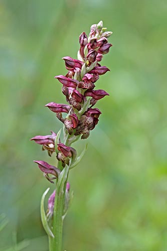Anacamptis coriophora img_04419
