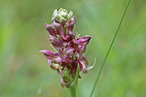 Anacamptis coriophora img_04422
