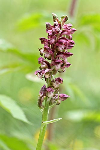 Anacamptis coriophora img_04429