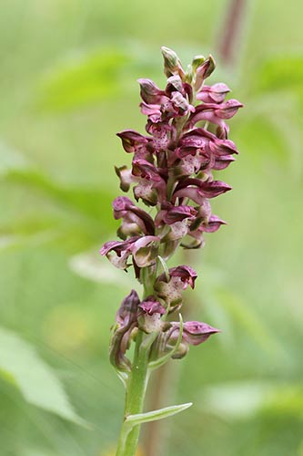 Anacamptis coriophora img_04430