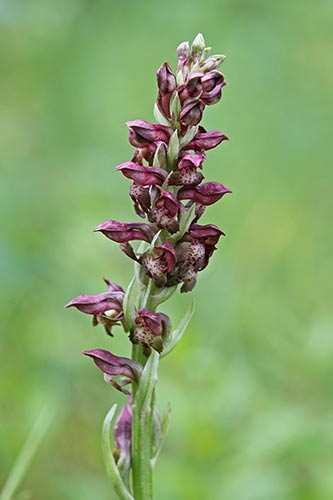 Anacamptis coriophora img_04431