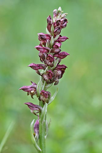 Anacamptis coriophora img_04433