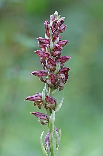 Anacamptis coriophora img_04434