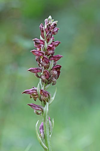 Anacamptis coriophora img_04435