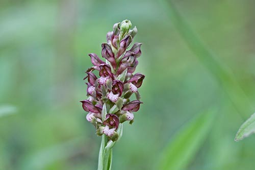 Anacamptis coriophora img_04446