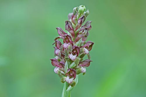 Anacamptis coriophora img_04449