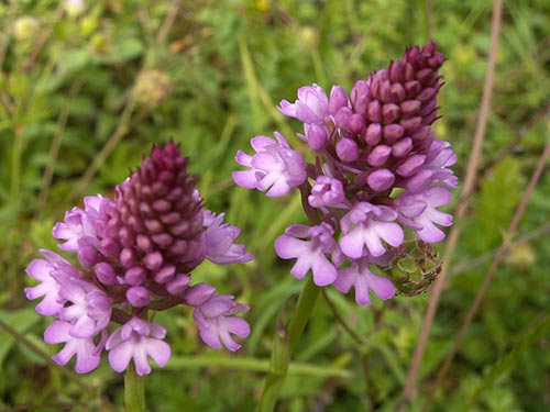 Anacamptis pyramidalis pict3754