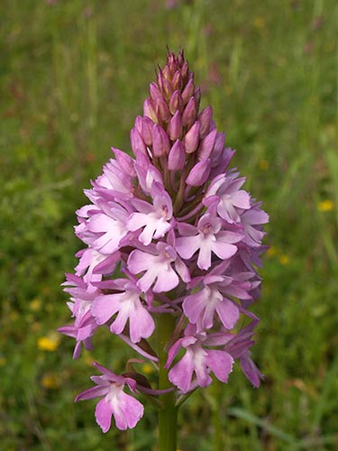 Anacamptis pyramidalis pict3758