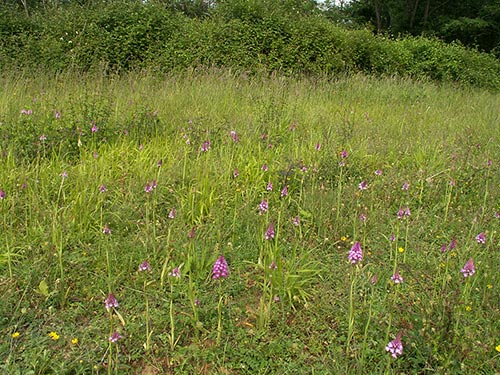 Anacamptis pyramidalis pict3762