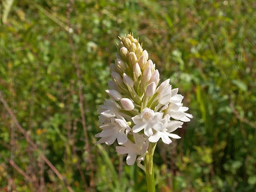 Anacamptis pyramidalis pict3768