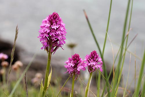 Anacamptis pyramidalis img_04070