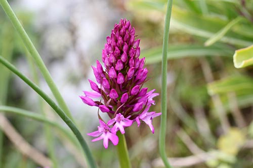 Anacamptis pyramidalis img_04081