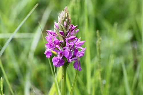 Anacamptis pyramidalis img_04087