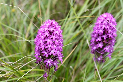 Anacamptis pyramidalis img_05247