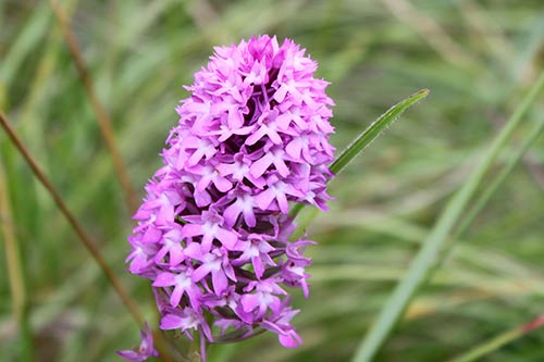 Anacamptis pyramidalis img_05249