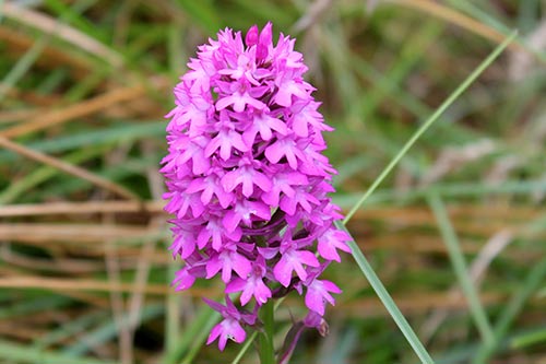 Anacamptis pyramidalis img_05250