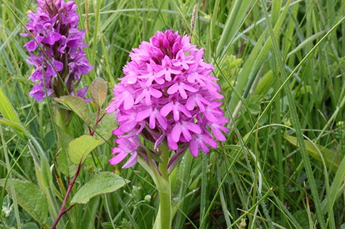 Anacamptis pyramidalis img_05429