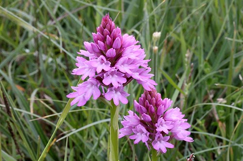 Anacamptis pyramidalis img_05454