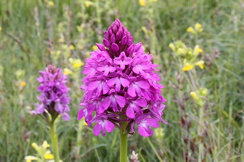 Anacamptis pyramidalis img_05457