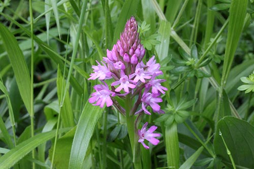 Anacamptis pyramidalis img_03932