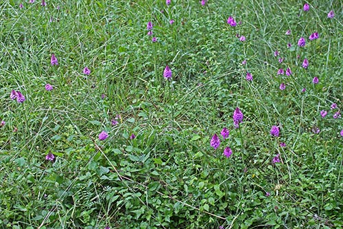 Anacamptis pyramidalis img_04174