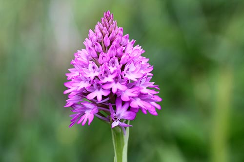 Anacamptis pyramidalis img_04319