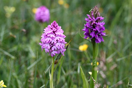Anacamptis pyramidalis img_04341