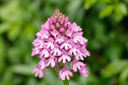 Anacamptis pyramidalis img_01685