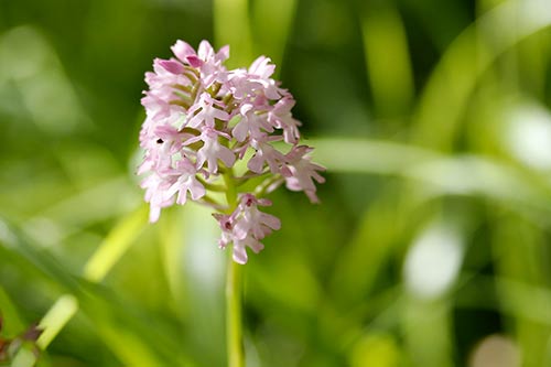 Anacamptis pyramidalis img_01997
