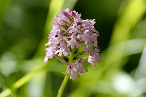 Anacamptis pyramidalis img_01998