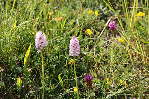 Anacamptis pyramidalis img_02174