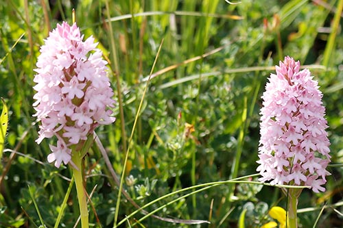Anacamptis pyramidalis img_02174a