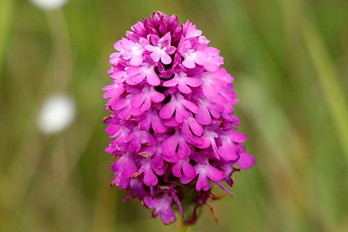 Anacamptis pyramidalis img_02397
