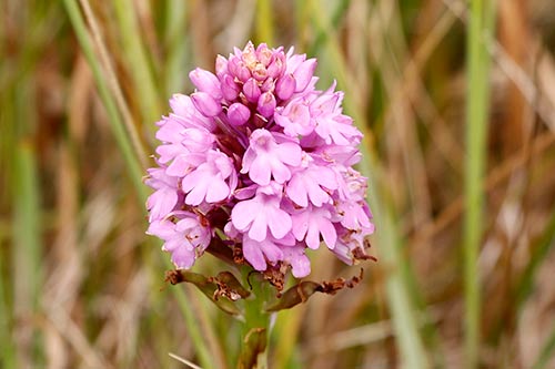 Anacamptis pyramidalis img_02399
