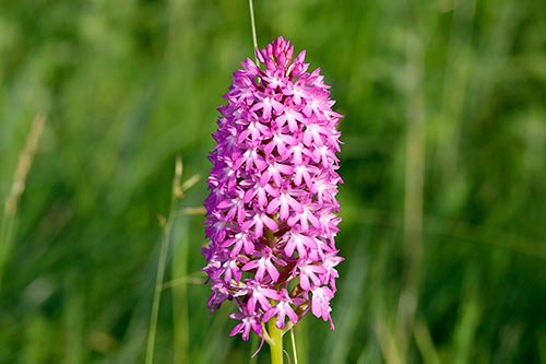 Anacamptis pyramidalis img_02479