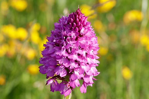 Anacamptis pyramidalis img_02484