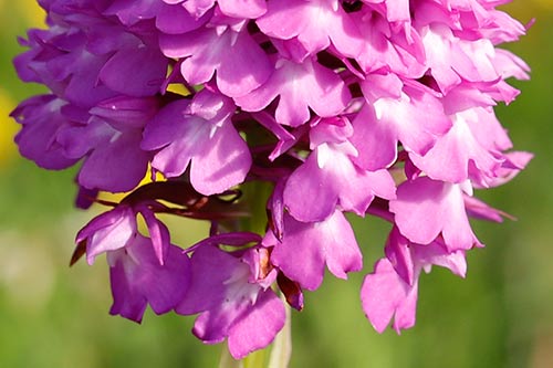 Anacamptis pyramidalis img_02484a