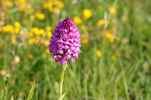 Anacamptis pyramidalis img_02485