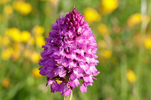 Anacamptis pyramidalis img_02485a