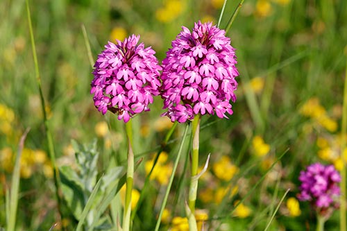 Anacamptis pyramidalis img_02487