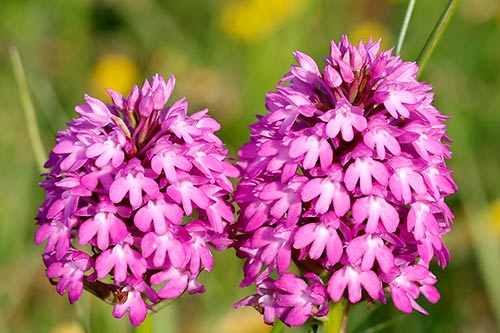 Anacamptis pyramidalis img_02487a
