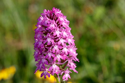Anacamptis pyramidalis img_02502