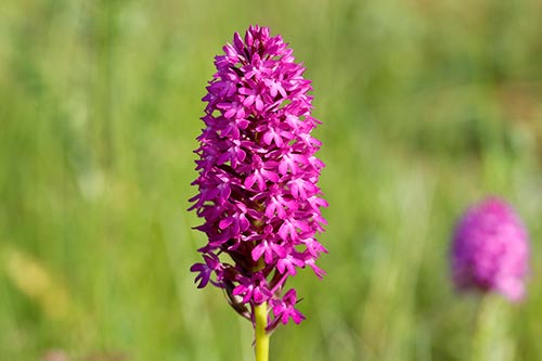 Anacamptis pyramidalis img_02504